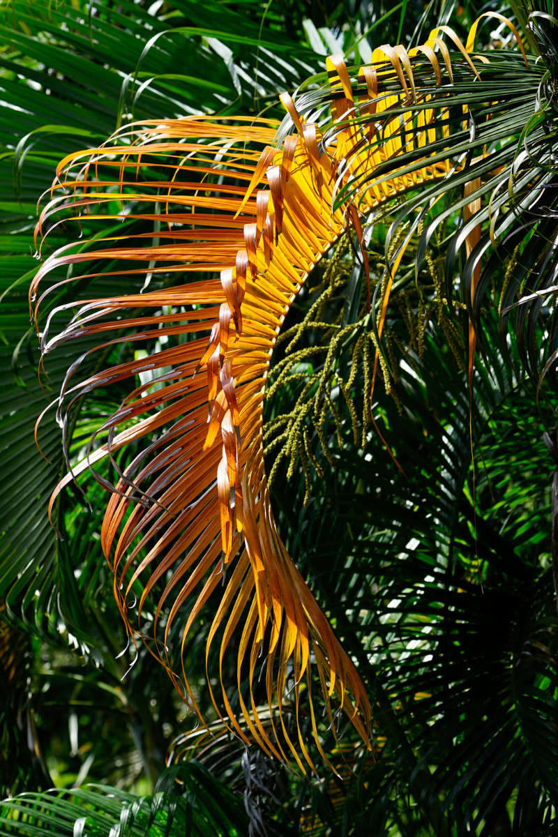 Palm Fronds On The Ground