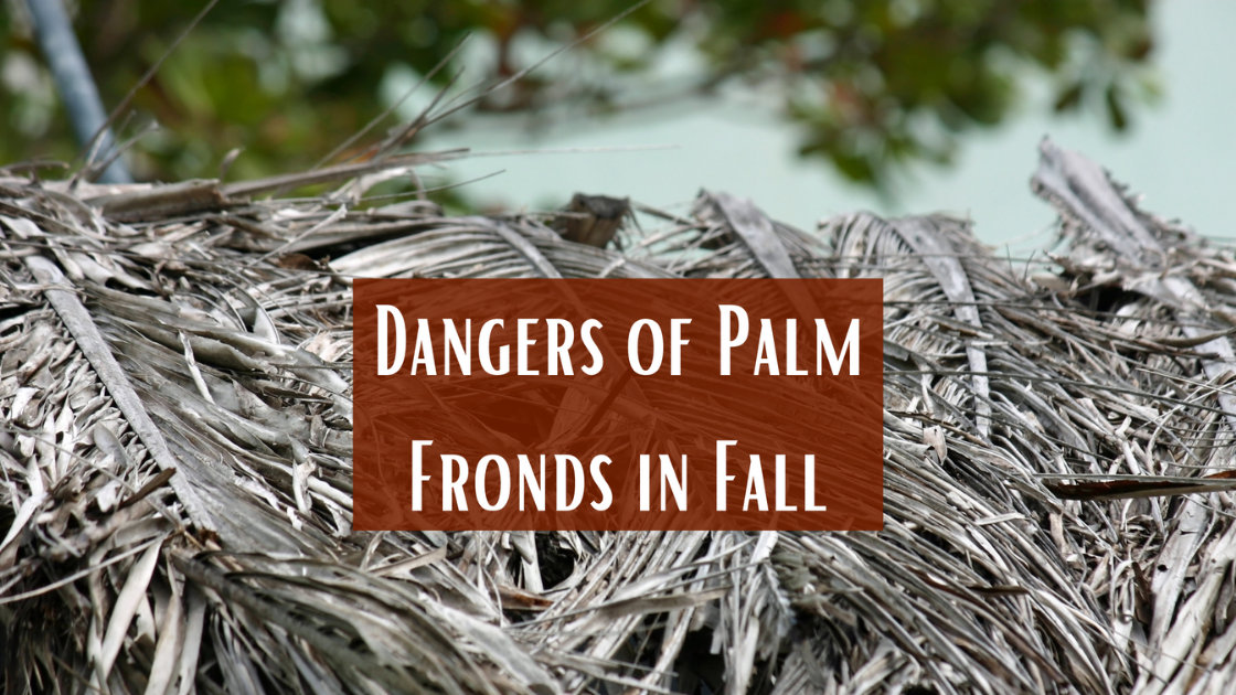 Dangers of Palm Fronds in Fall