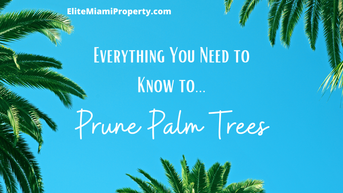 Pruning Your Palm Trees What You Need To Know