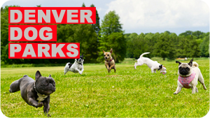 Best Dog Parks in Denver