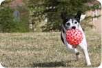 Dog Park