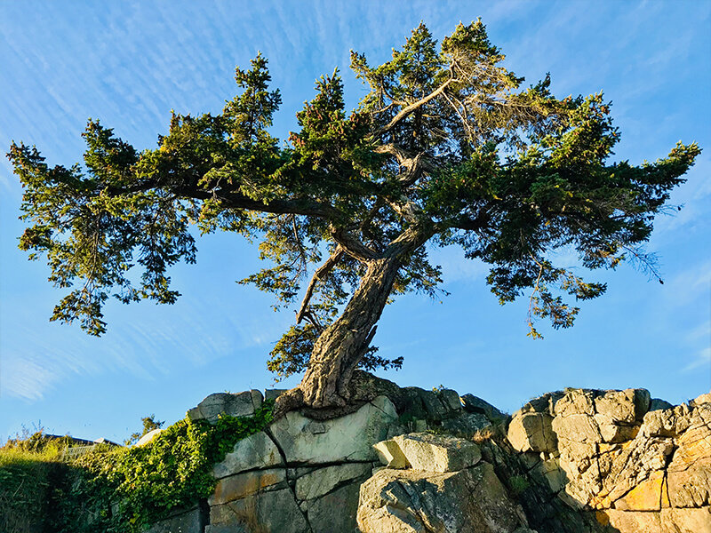 Oak tree growing out of the rocky shorelines of Nanaimo