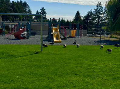 Principle: Annette Noble Students: 280+ Grades: K - 7th Address: 3004 Departure Bay  Road - Nanaimo, V9T 1B4 Phone: 250 758-6541 Departure Bay Elementary Eco-School dedicates its self to education that promotes future opportunities for their students to contribute to themselves and their community. Found in central Nanaimo, this is another highly sought-after communities for families to reside as it's next to Neck Point Park.