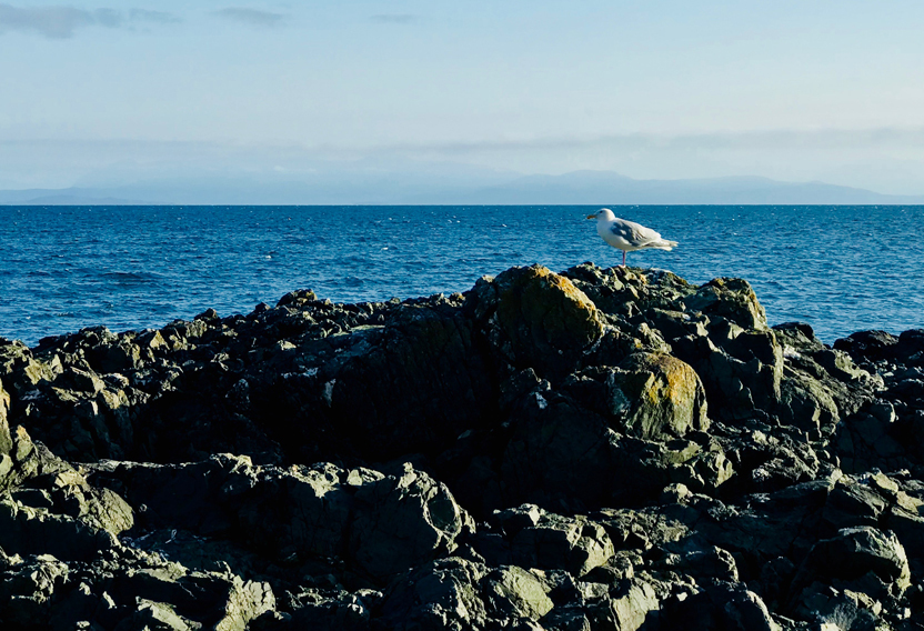 Seagull on a large rock overlooking the ocean off Hammond Bay on a sunny day