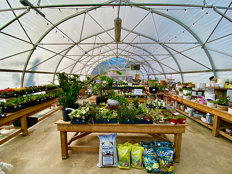 Large greenhouse with many plants and flowers in bloom