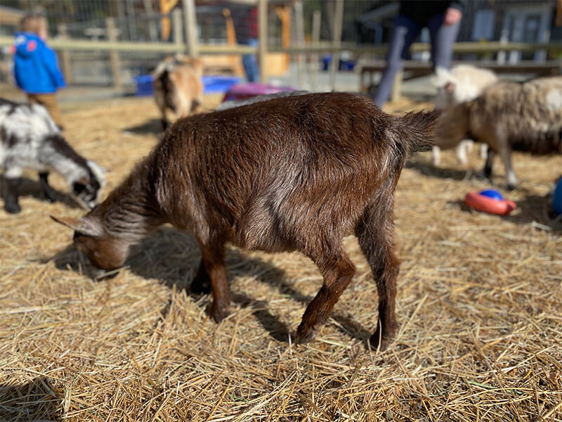 A Miniature brown goat grazing with families in the background