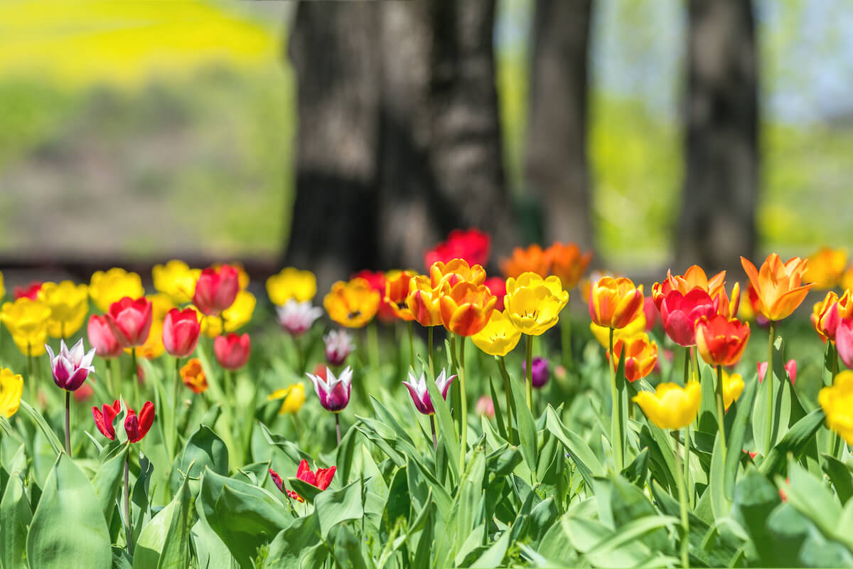Dallas Arboretum During Spring; Dallas Has Warm Weather for Retirement