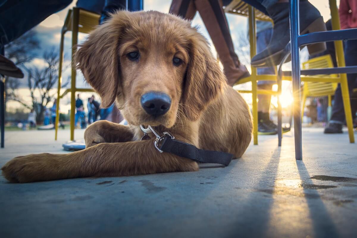 Professional Dog Grooming in Katy, TX » Patsy's Pet Market