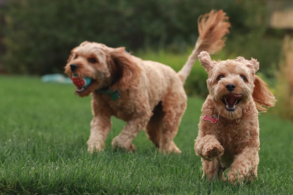 Professional Dog Grooming in Katy, TX » Patsy's Pet Market