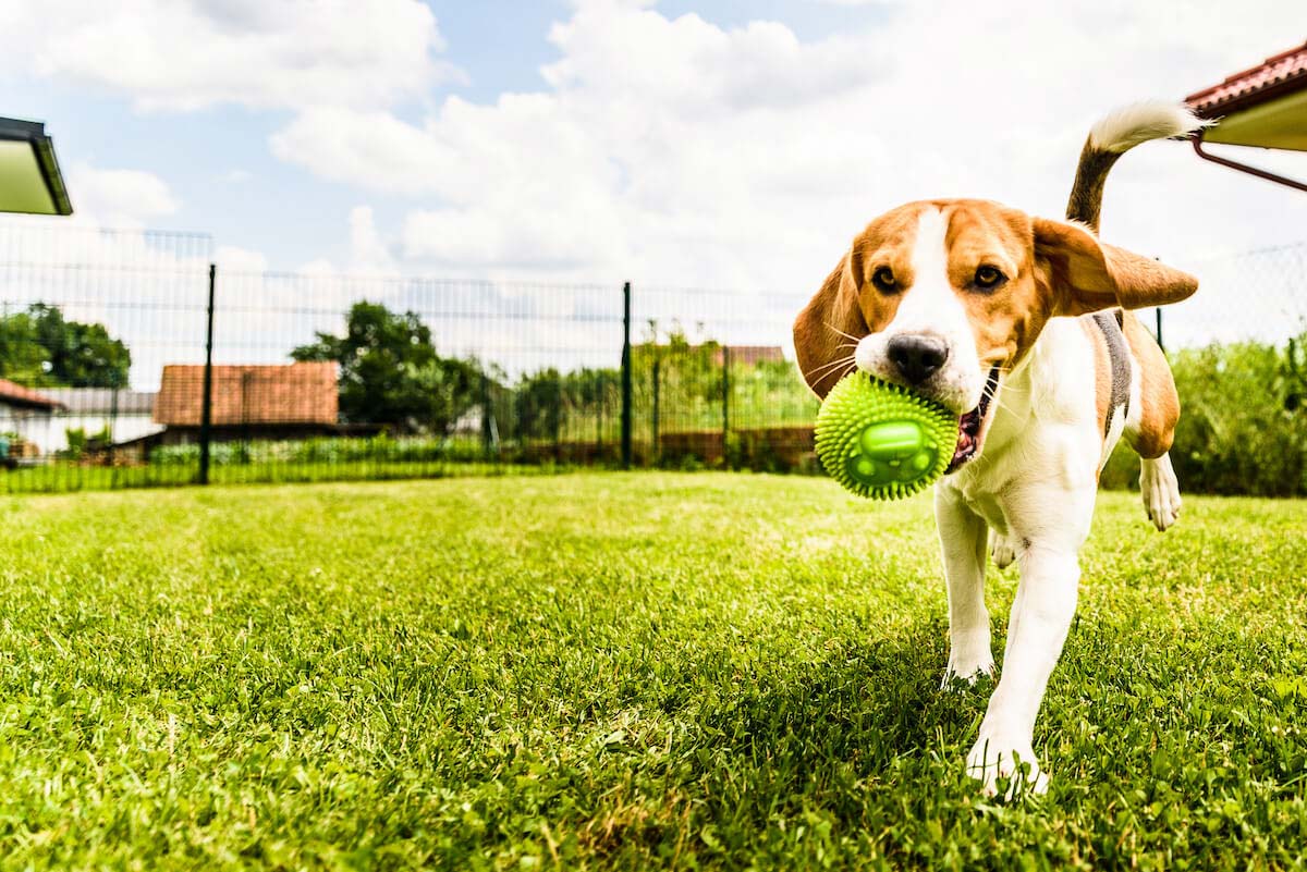 5 Best Little Elm TX Dog Parks: How Dog-Friendly is Little Elm?