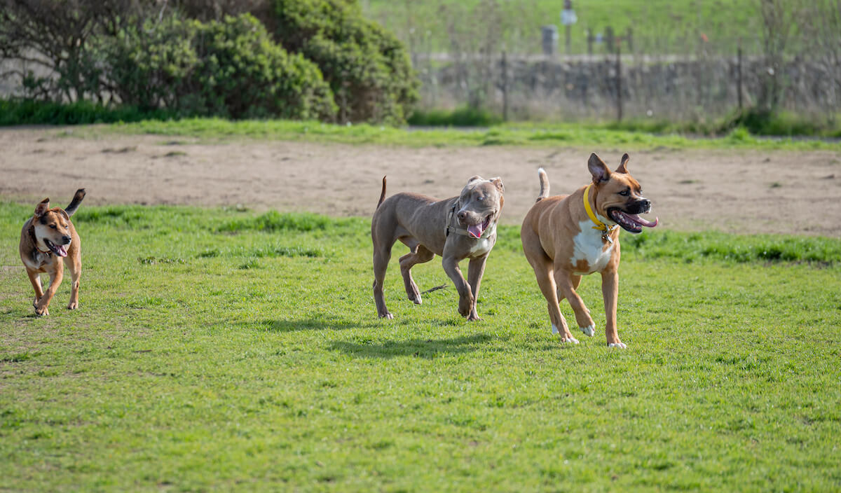 Lubbock dog park