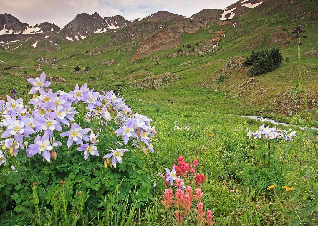 Aquilegia coerulea Pale purple and white flowers with yellow centers in the foothills of the mountains.