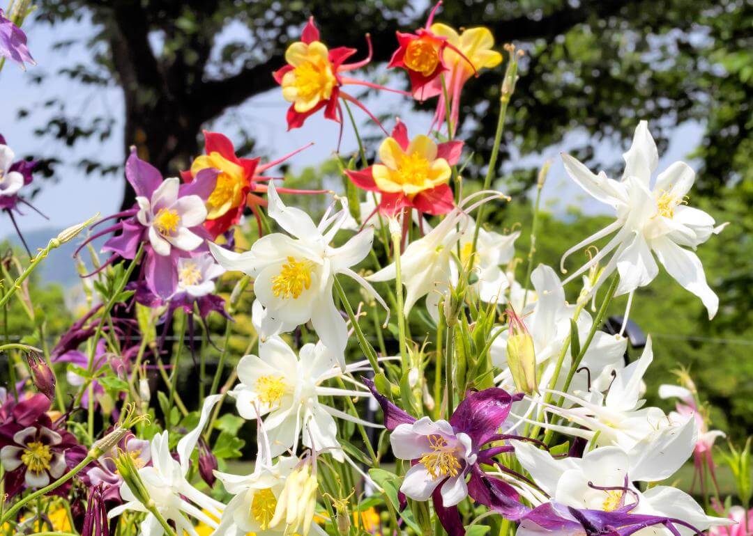 Aquilegia formosa Different color combinations of Western Columbine flowers, including purple, yellow and red.