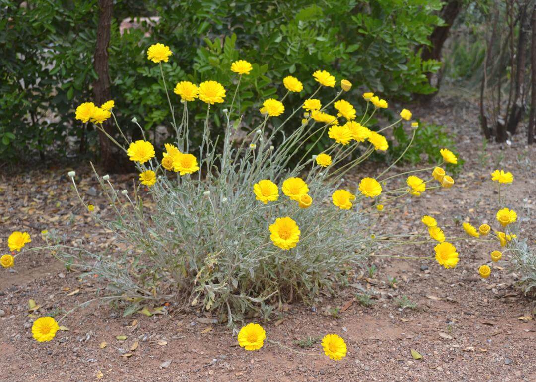 Tiny bright yellow flowers in a dry landscape.