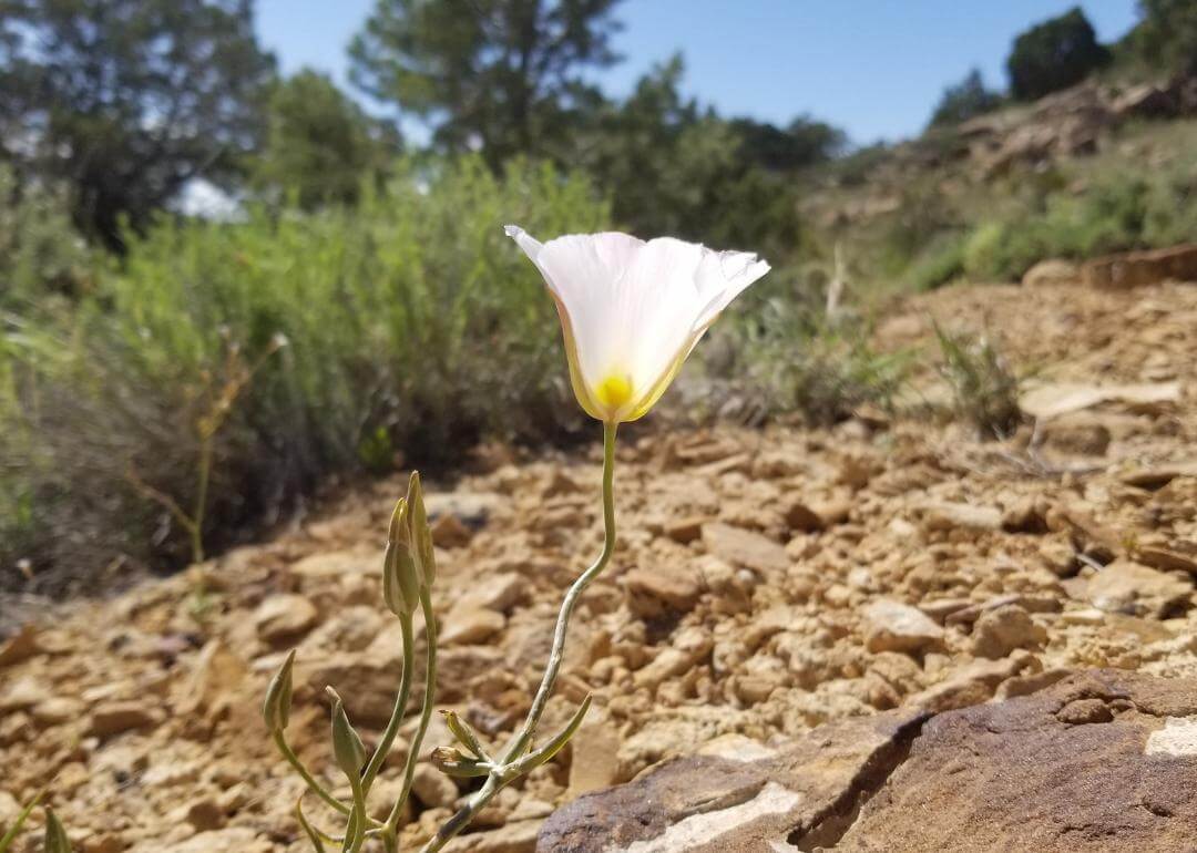 Calochortus nuttallii A pink Sego Lily cup growing on a rocky mountainside.