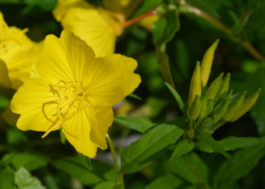 Delicate, bright yellow flowers.