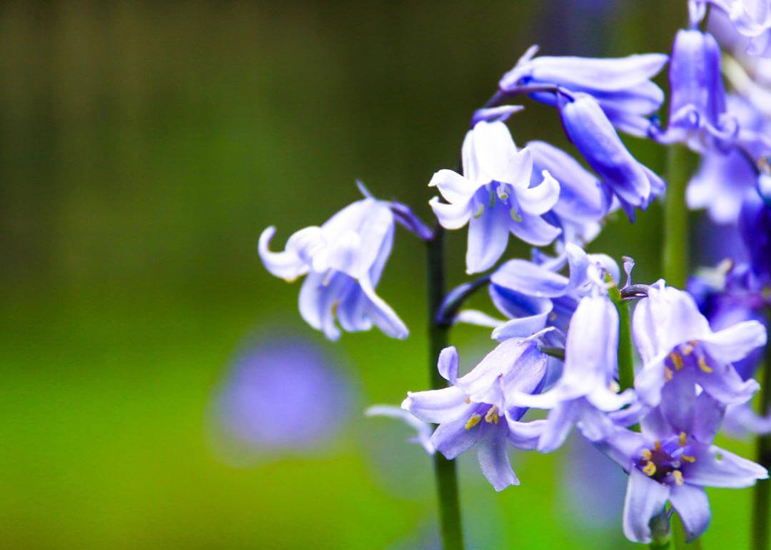 Blue bell-shaped flowers.