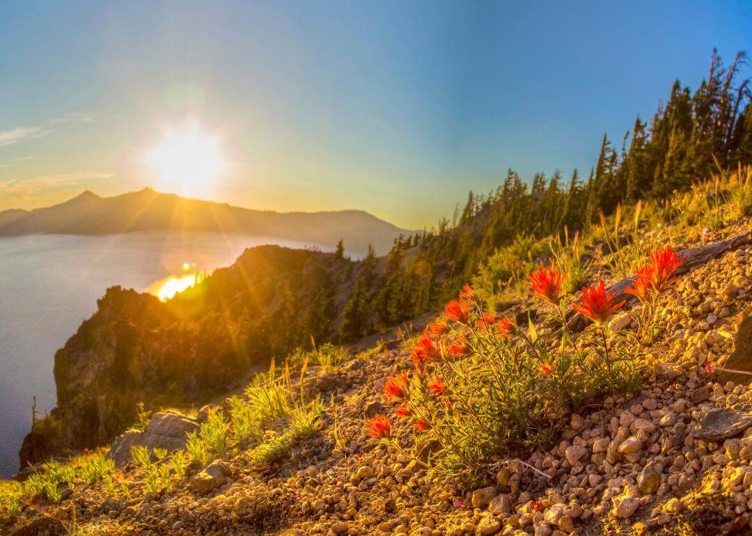 Fire-red flowers growing down a mountainside with the sun setting in the background.