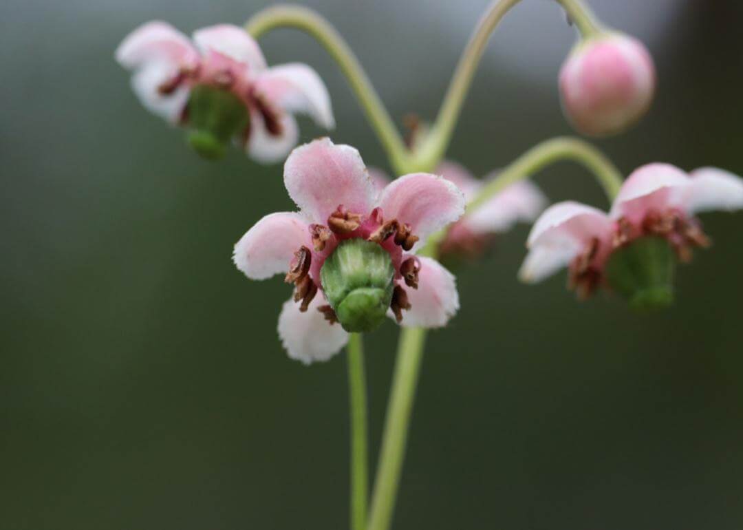 Small pink flowers with green centers.
