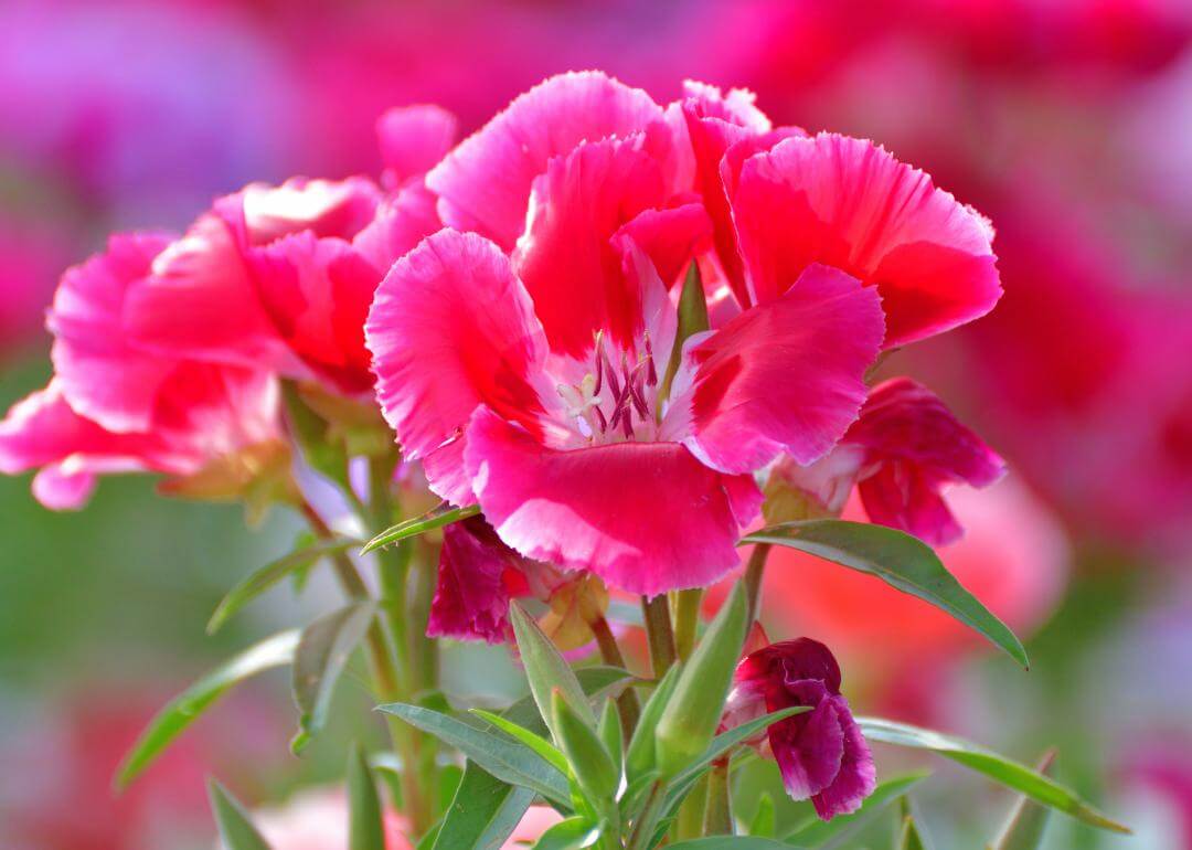 Clarkia amoena Bright pink flowers.