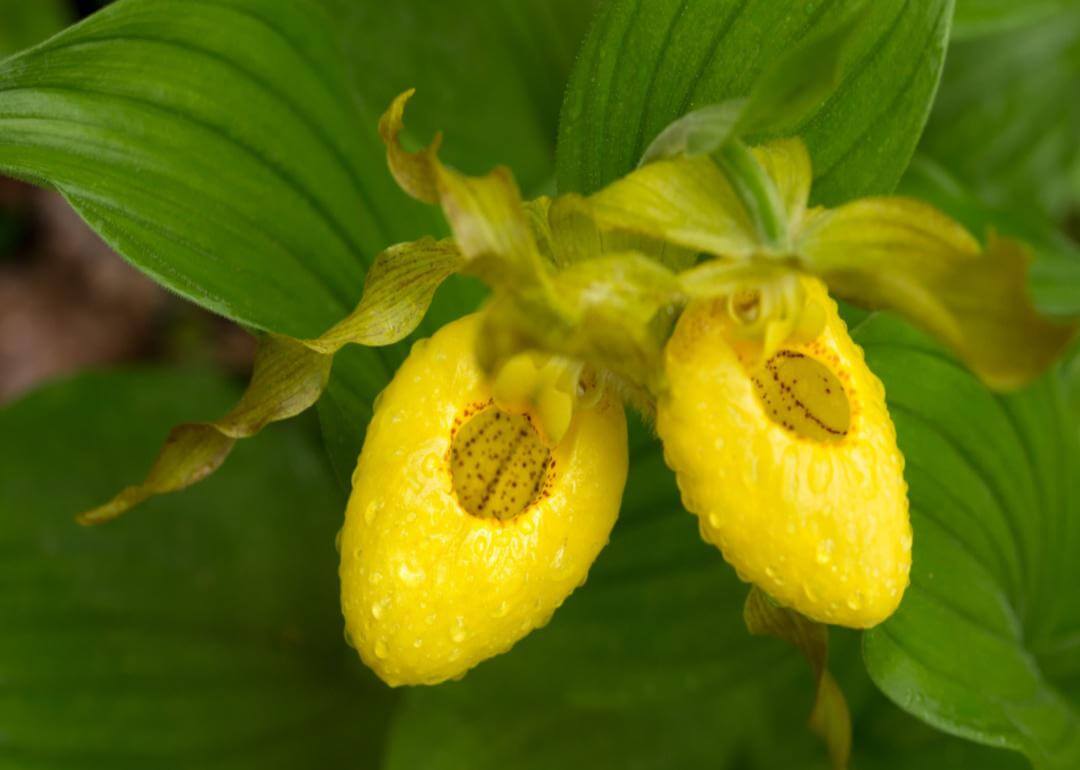 Cypripedium parviflorum Yellow Lady's Slipper Orchid.