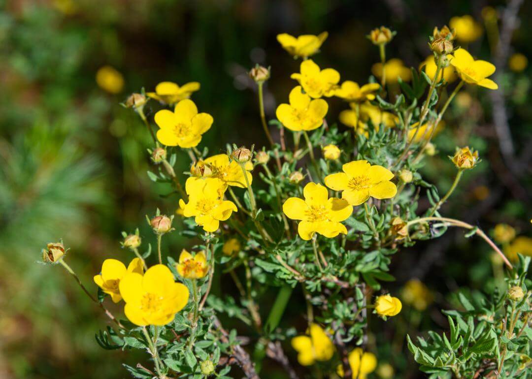 Dasiphora fruticosa ssp. floribunda Small yellow flowers.