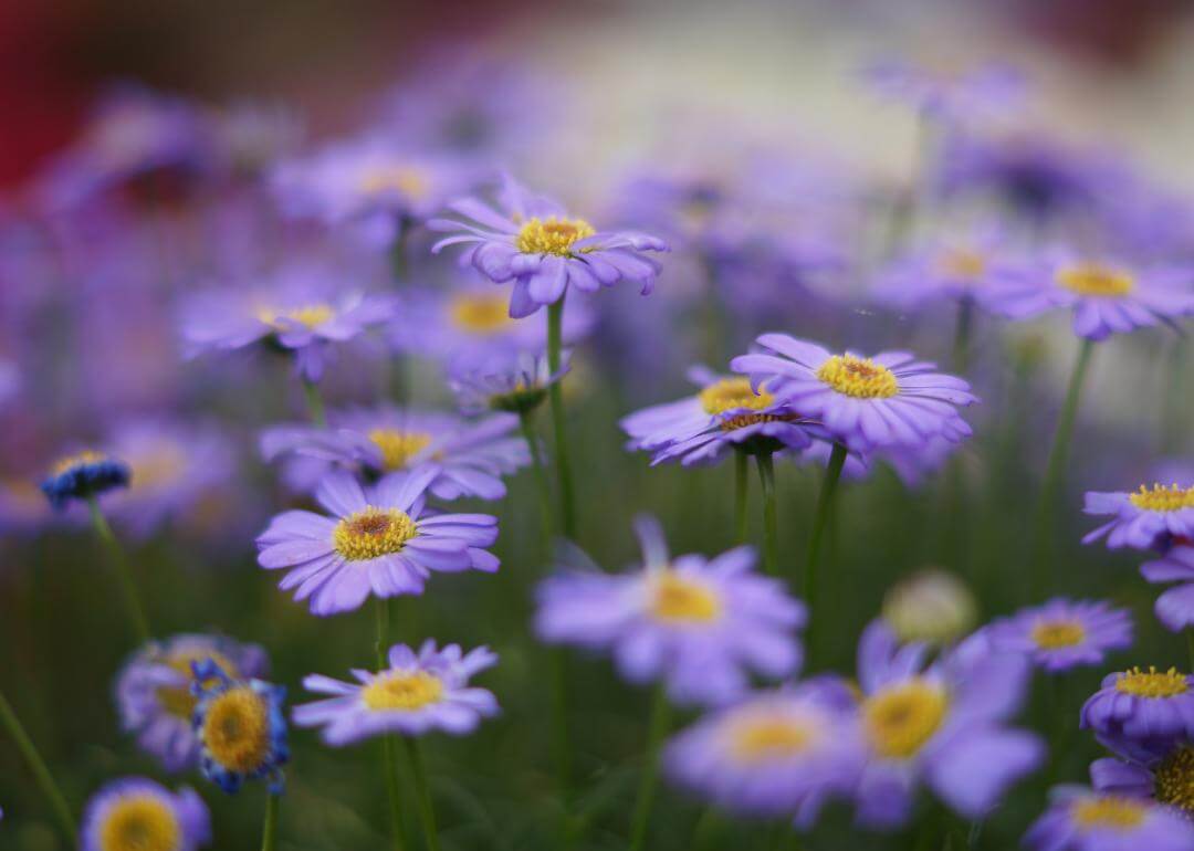 Eurybia integrifolia Light purple flowers with yellow centers.