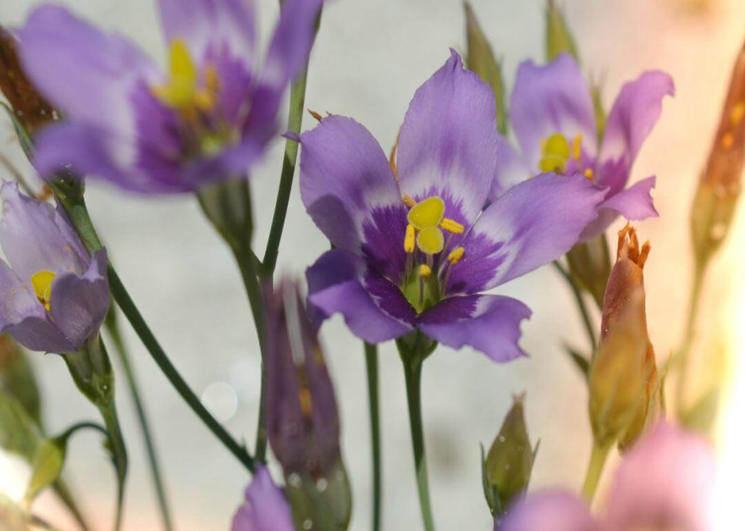 Eustoma exaltatum Delicate purple flowers with yellow centers.