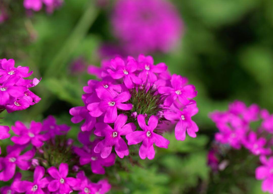 Bright violet flowers with tiny petals.