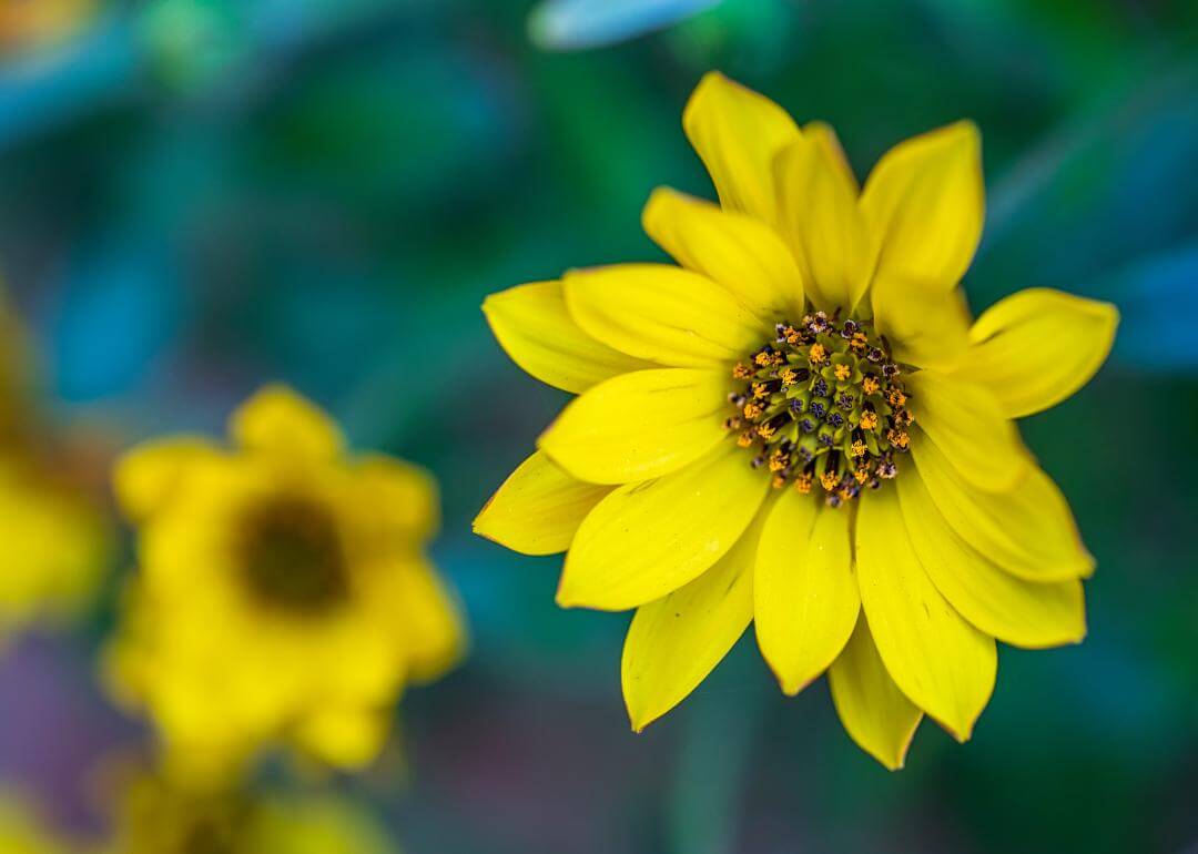 Helianthus maximiliani Yellow Maximilian Sunflower with dark orange center.