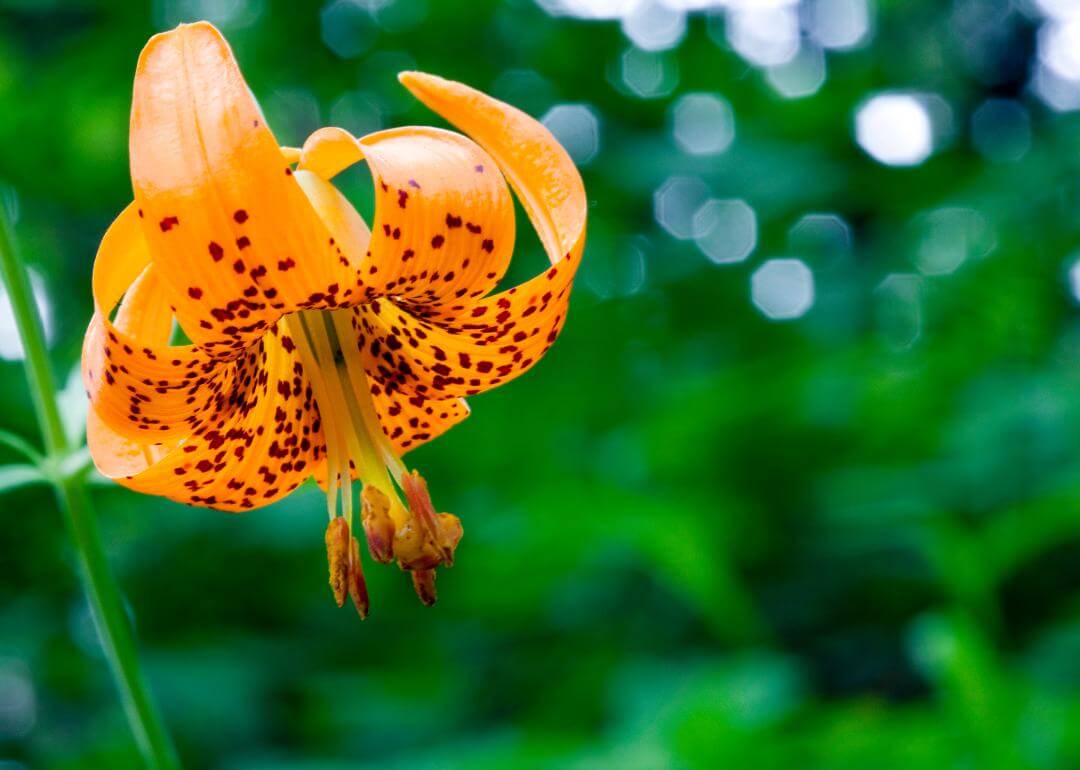 Lilium columbianum Bright orange Lily with dark orange spots.
