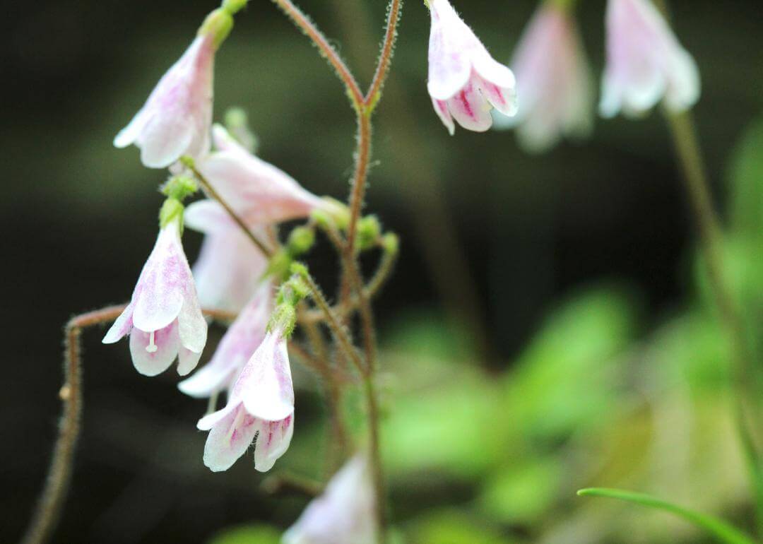 Light pink funnel-shaped flowers hanging down.