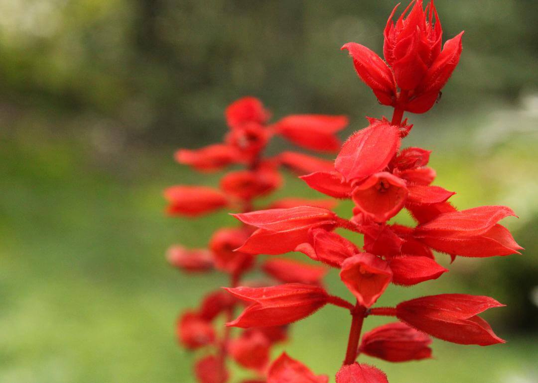 Bright red tall flowers.