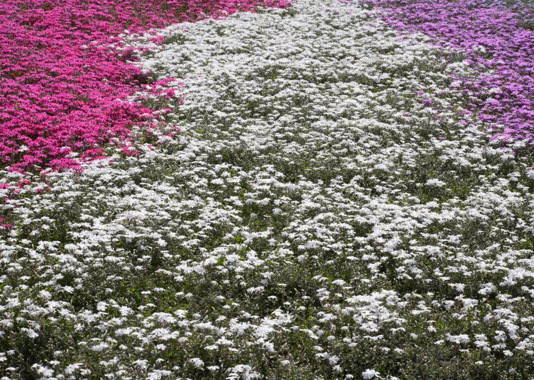 Field of small white flowers in the middle and pink and purple flowers on the outsides
