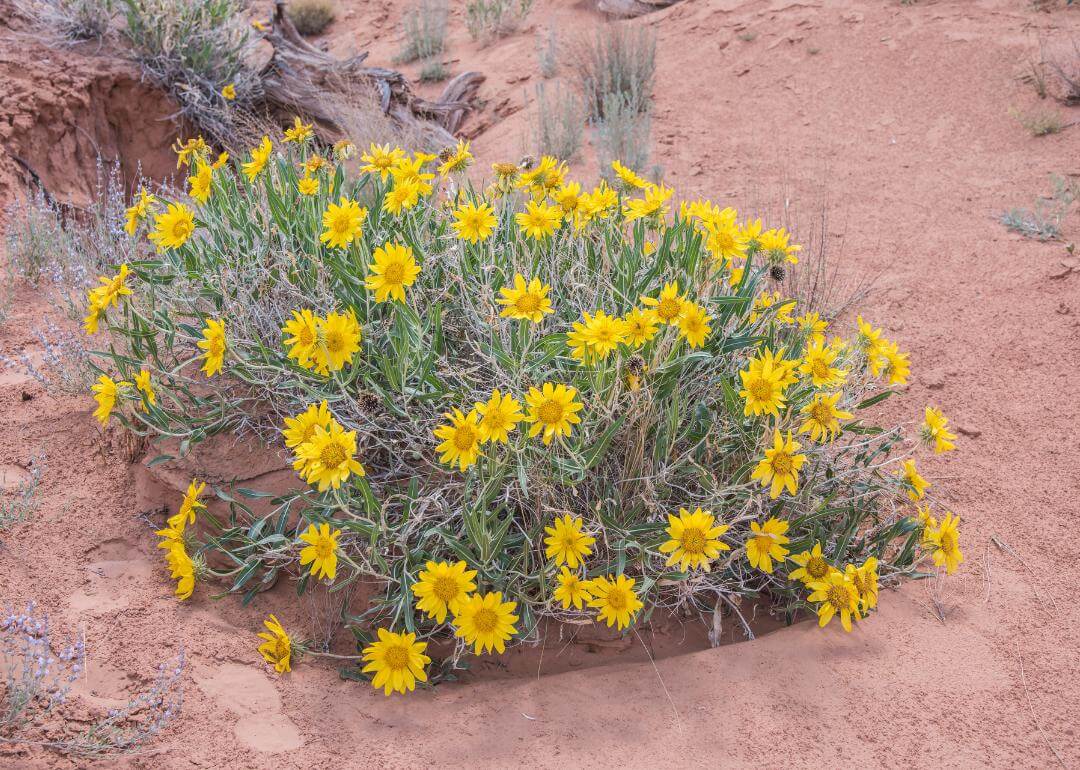 Scabrethia scabra ssp. scabra Yellow flower bush in a desert landscape.