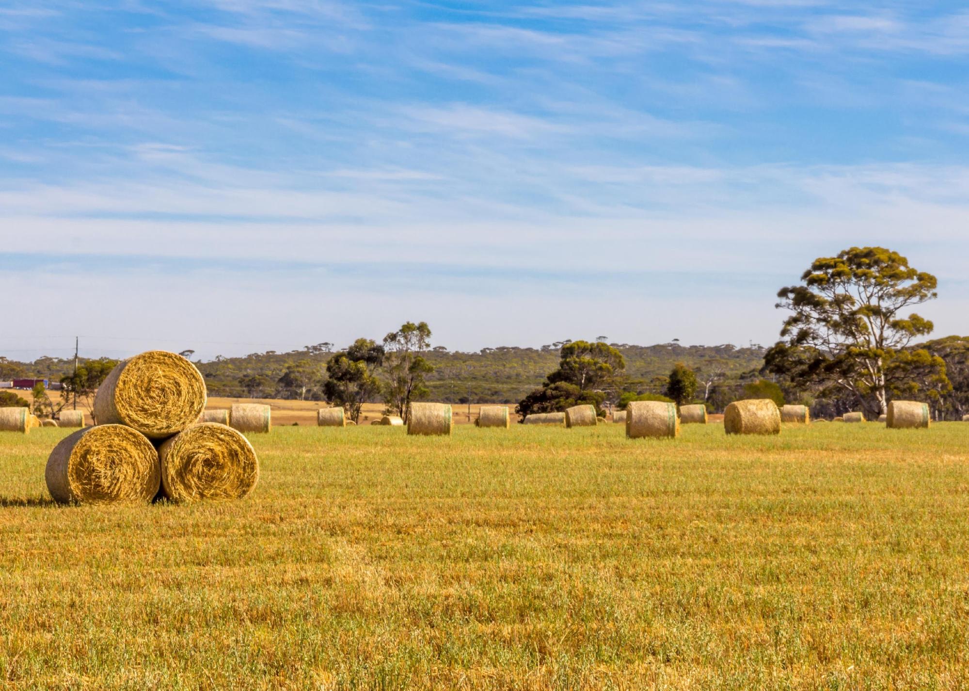 #9. South Dakota Round straw bales in harvested fields on a sunny day.