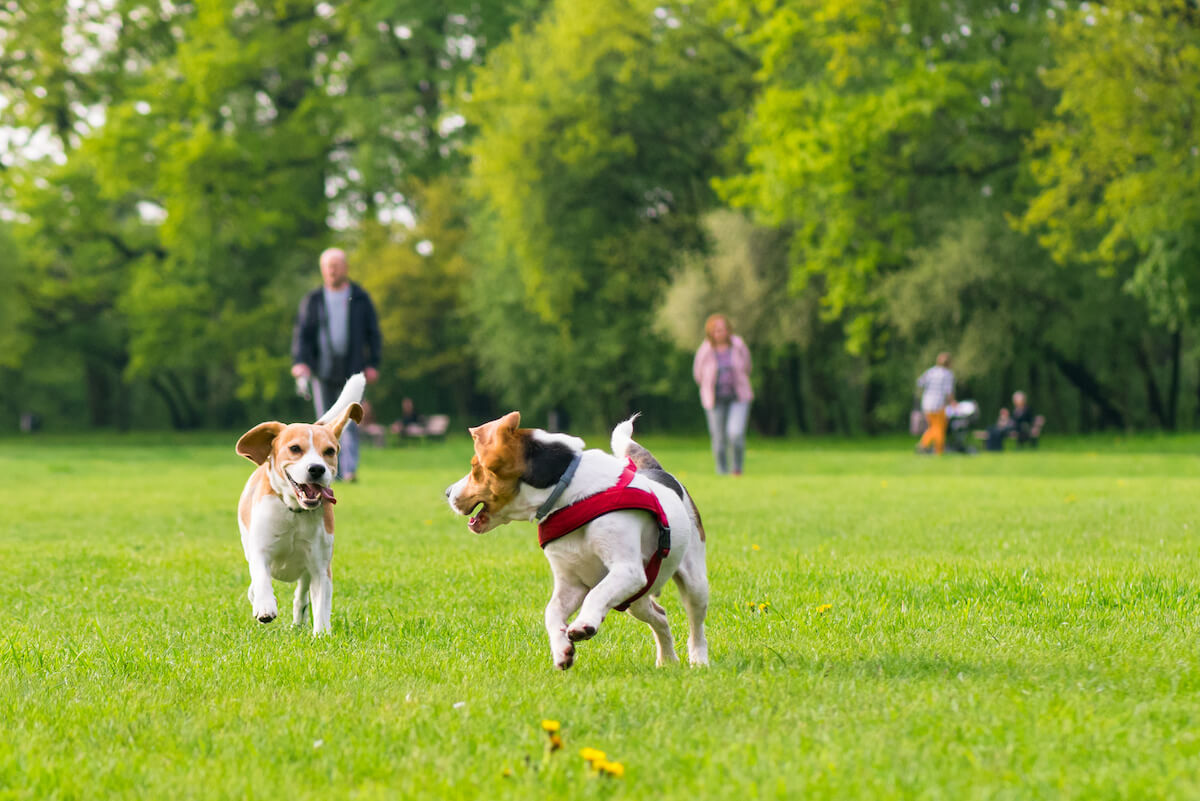 The 14 Best Dog Parks in San Antonio, TX