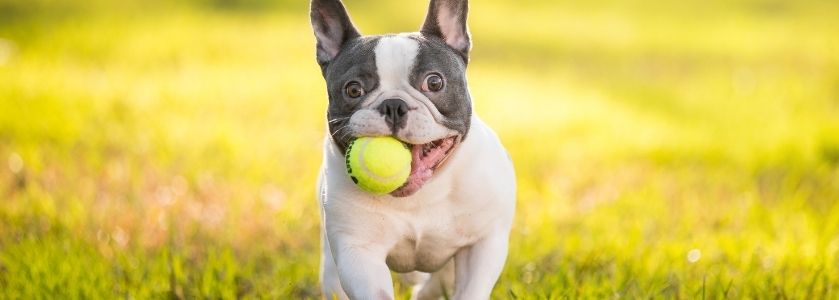 french bulldog with tennis ball