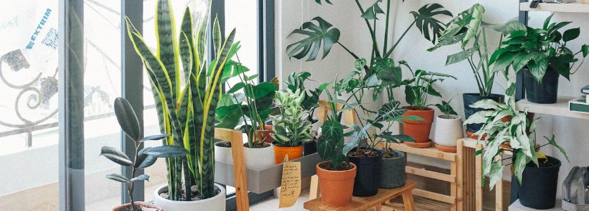 indoor house plant