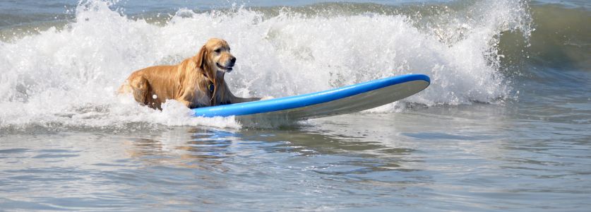 labrador retriever surfing on blue surfboard