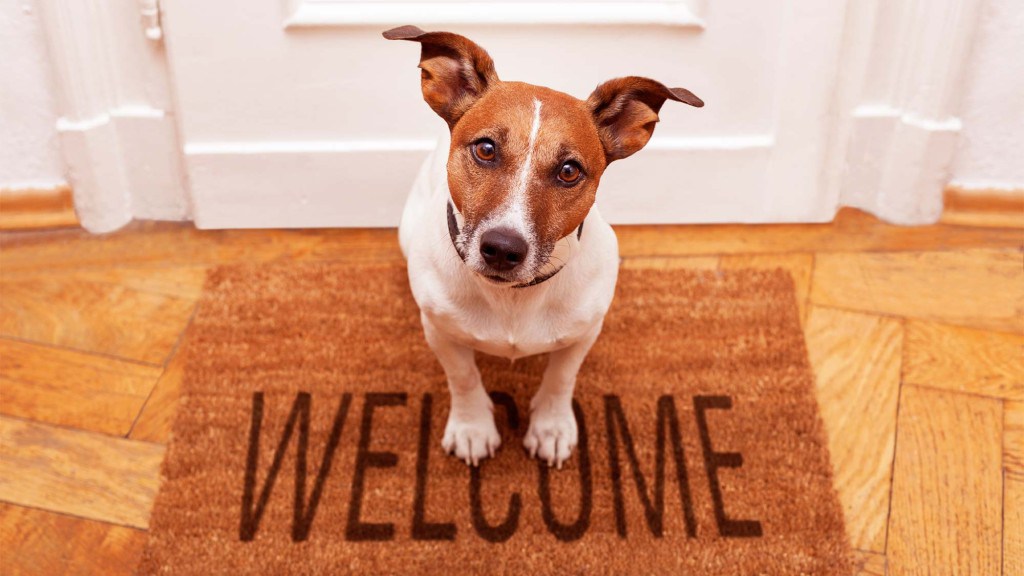 Moving Into Your New Home with Your Pet - The LUXE Group Global 
