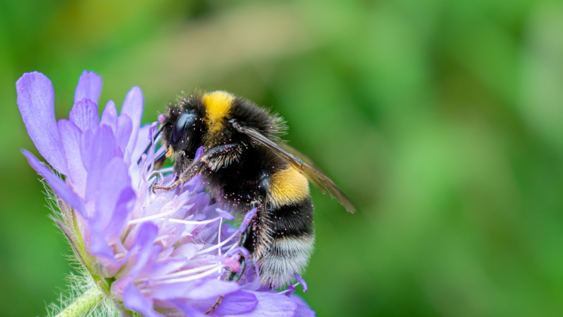 Everything You Ever Wanted To Know About Bee Pollen