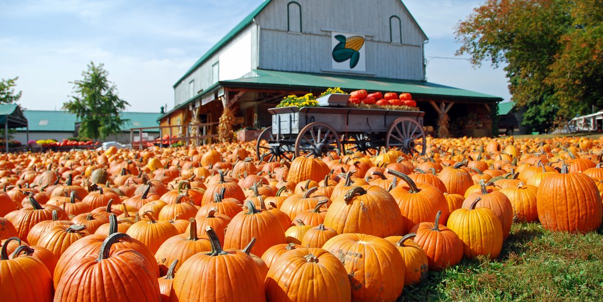 https://assets.site-static.com/userFiles/3916/image/pumpkin_patch.jpg