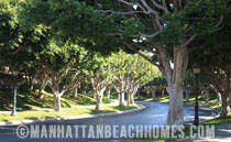 Manhattan Beach Village Lush Trees