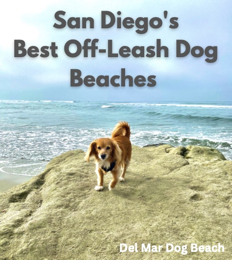 Long beach store island dog friendly