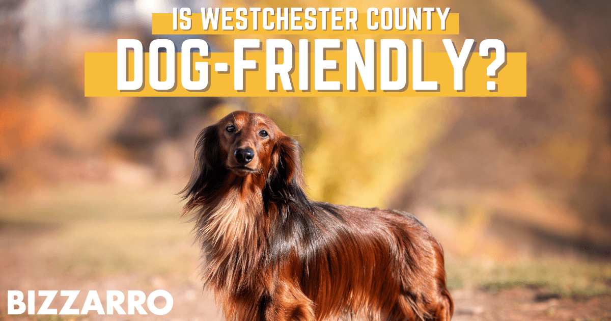 Things to Do With Dogs in Westchester County, NY