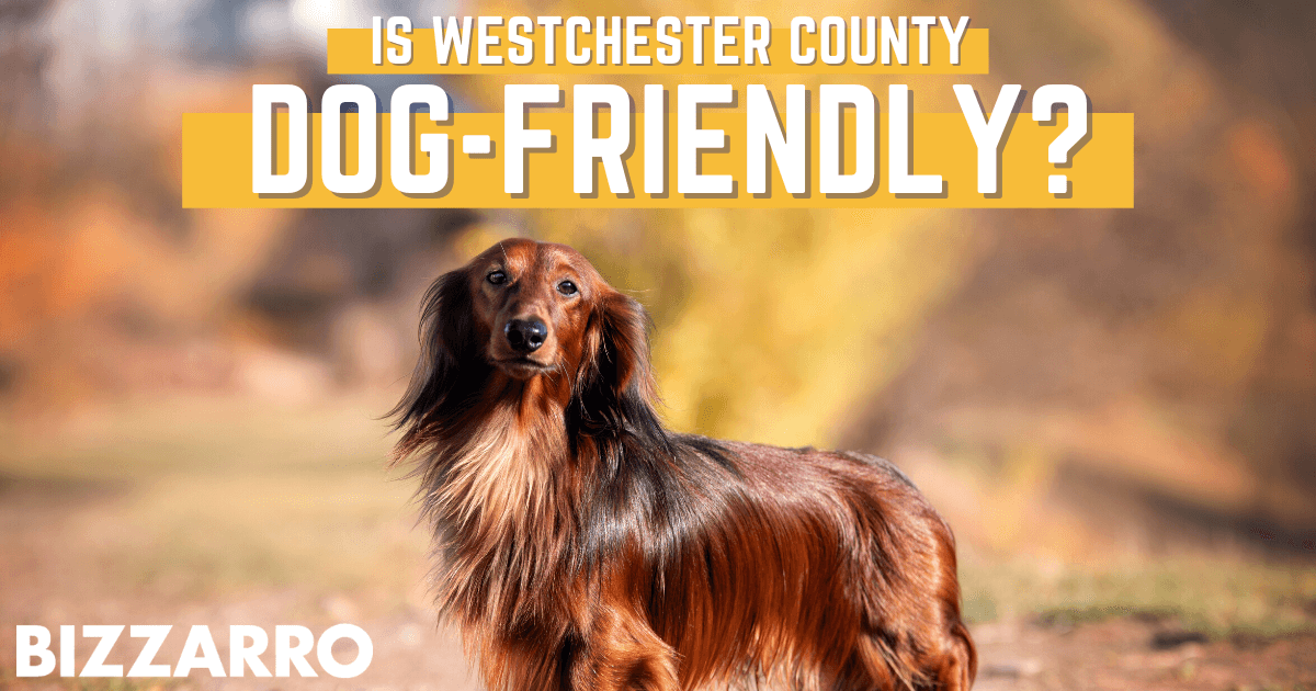 Best Dog Parks & Things to Do With Dogs in Westchester County