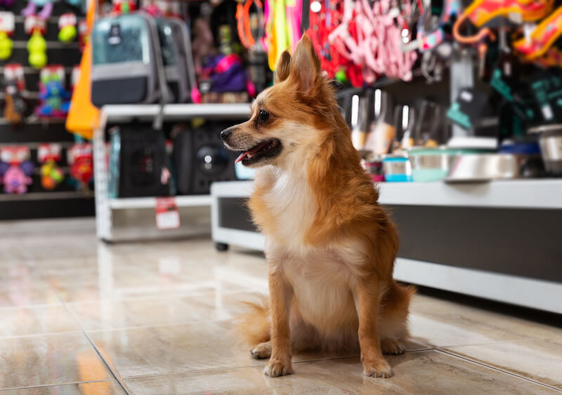 Westchester County Dog-Friendly Shopping