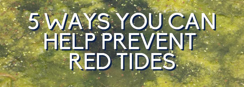 5 ways you can prevent red tides