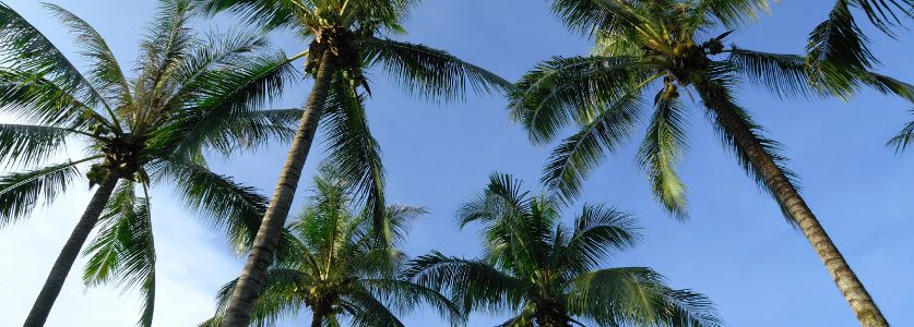 highland beach palm trees 